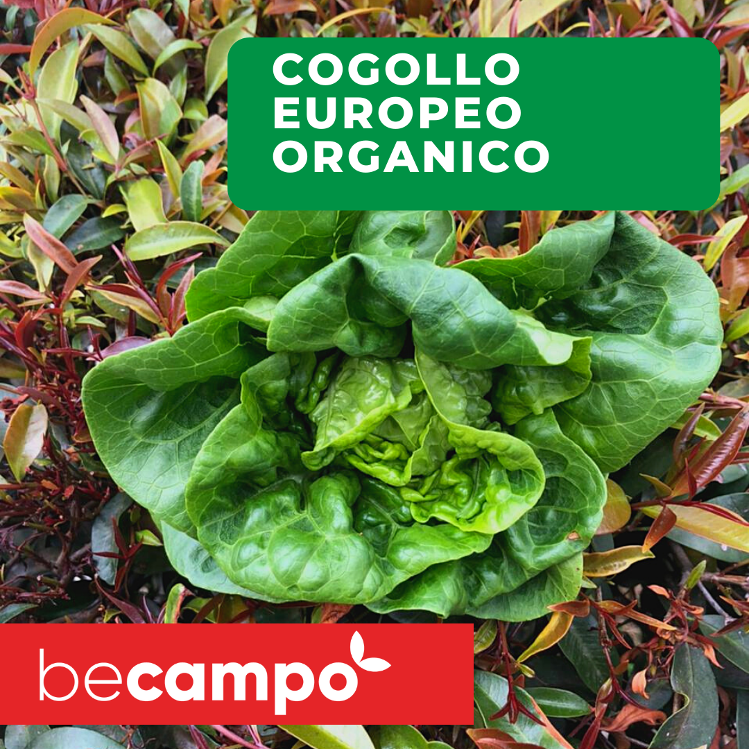 Cogollo orgánico unidad cosecha orgánica