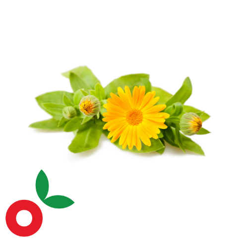 Calendula atado cosecha orgánica