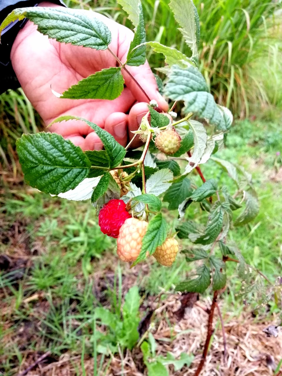 Frambuesa europea 1/4 lb