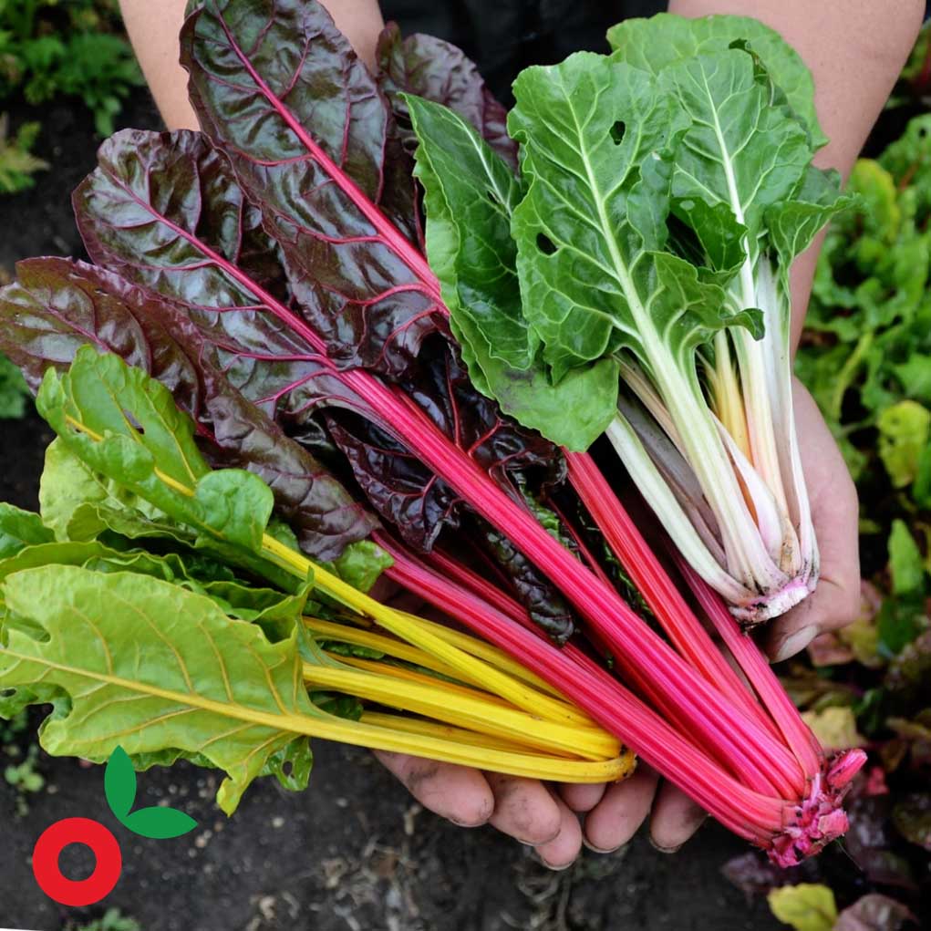 Acelga de colores x 180gr