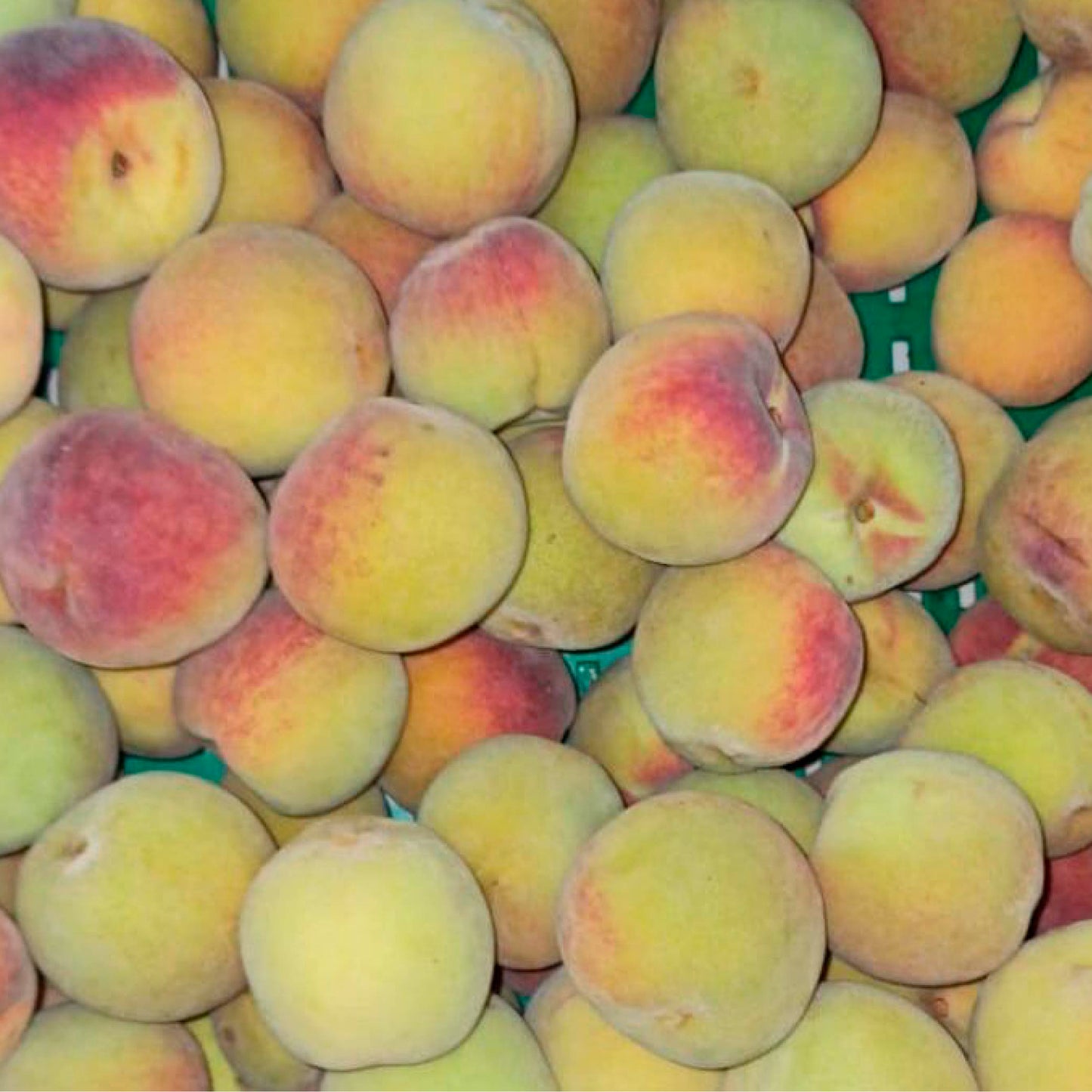 Durazno nacional libra OFERTA cosecha orgánica