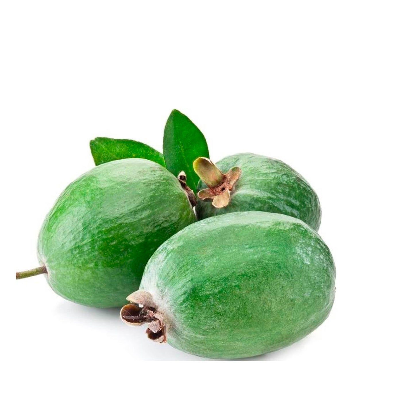 Feijoa libra cosecha orgánica