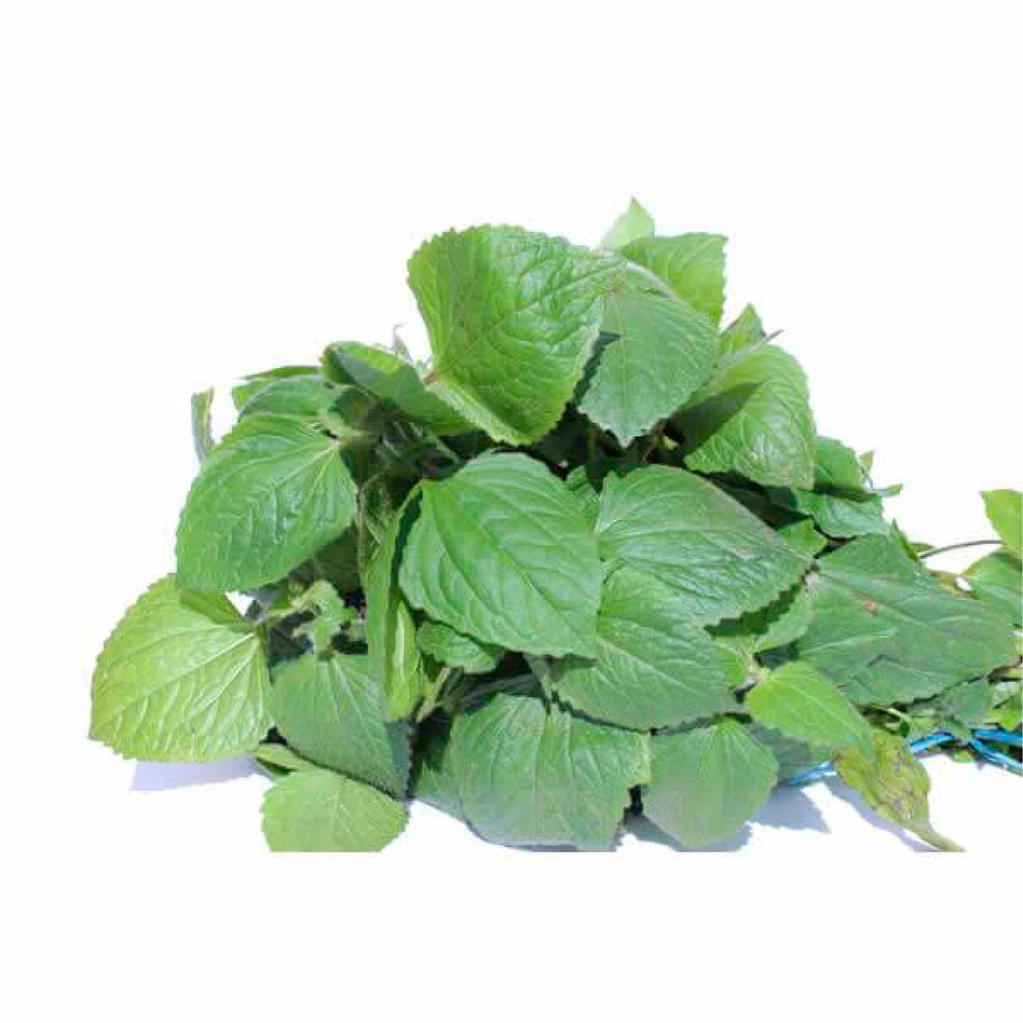 Guascas orgánicas atado cosecha orgánica