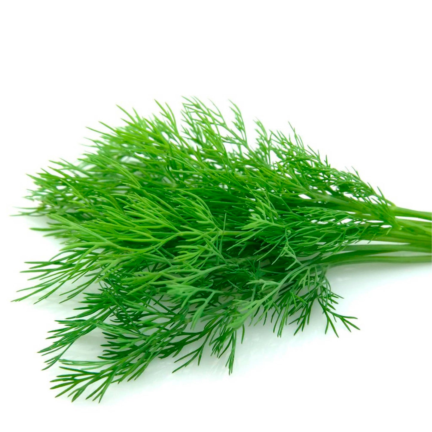 Hinojo fresco orgánico  atado gr cosecha orgánica