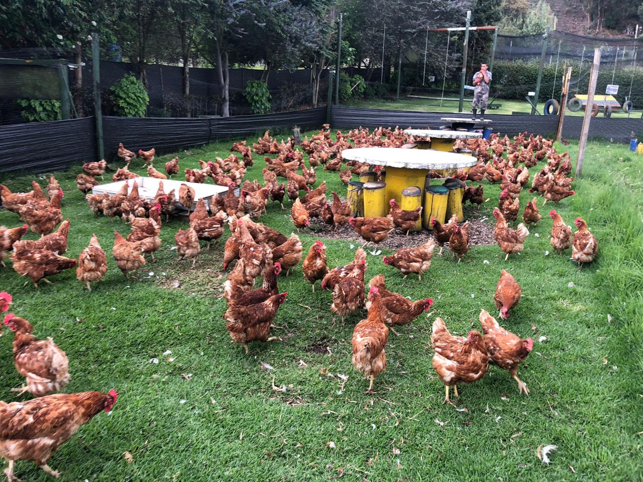 Huevos 100% criollos de gallinas felices x 12 unidades