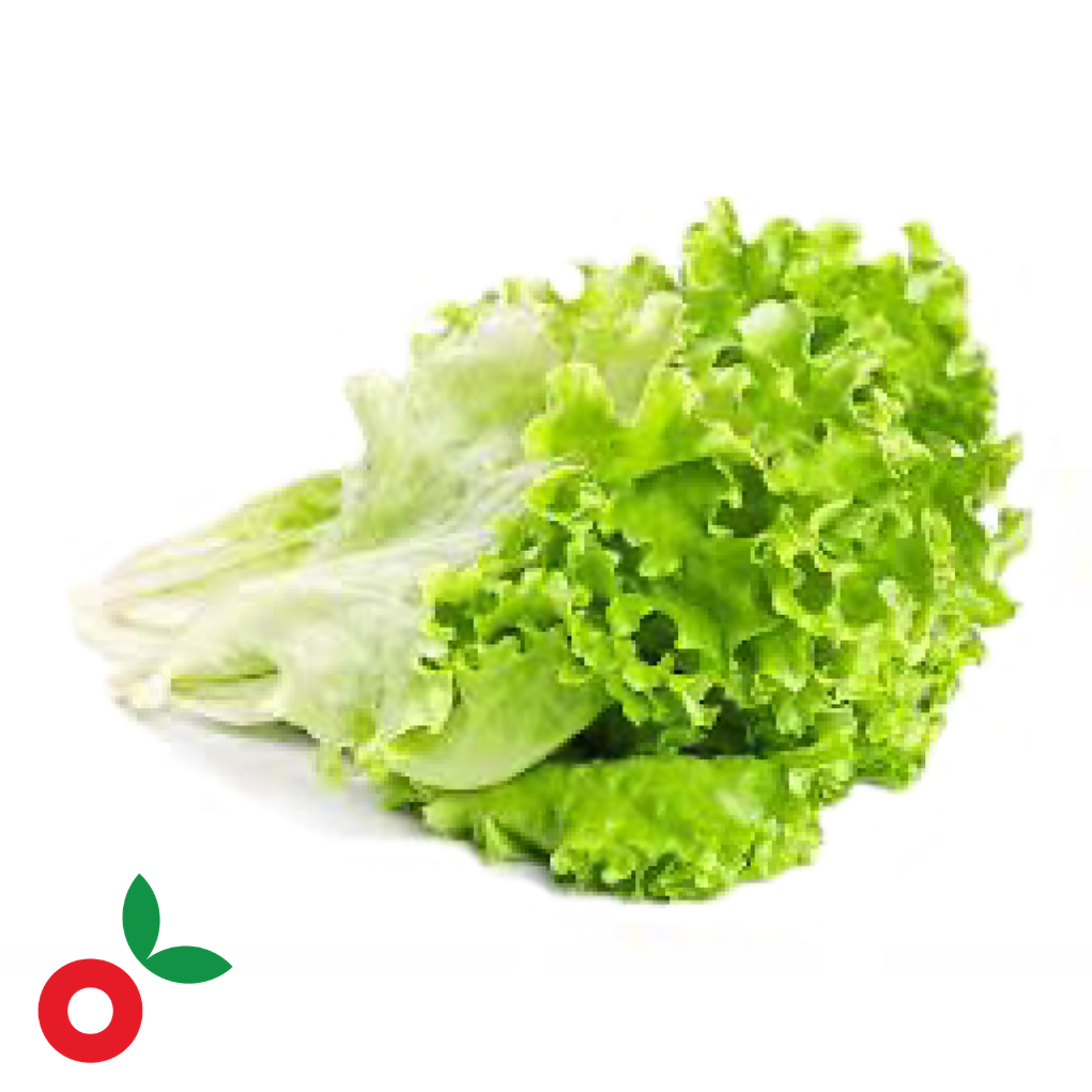 Lechuga crespa unidad cosecha orgánica