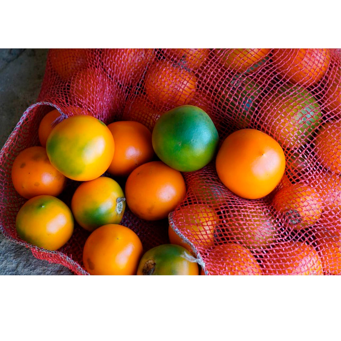 Lulo Libra cosecha orgánica