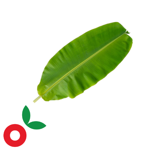 Hojas de platano