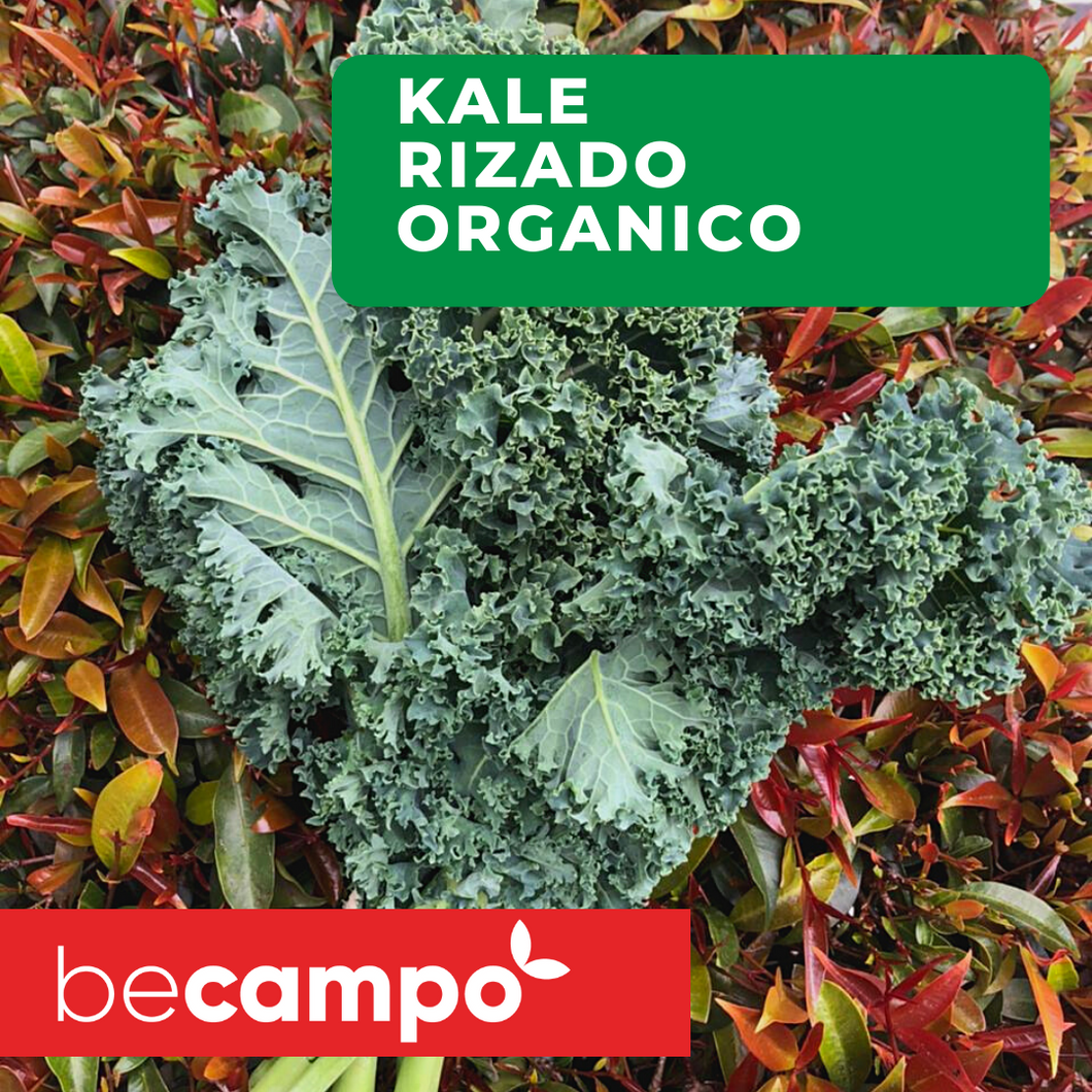 Kale rizado x 200 gr cosecha orgánica