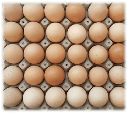 Huevos orgánicos 100% criollos de gallinas felices x 12 unidades