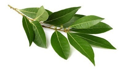 Laurel  fresco orgánico  x 50 gr