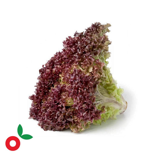 Lechuga morada unidad cosecha orgánica