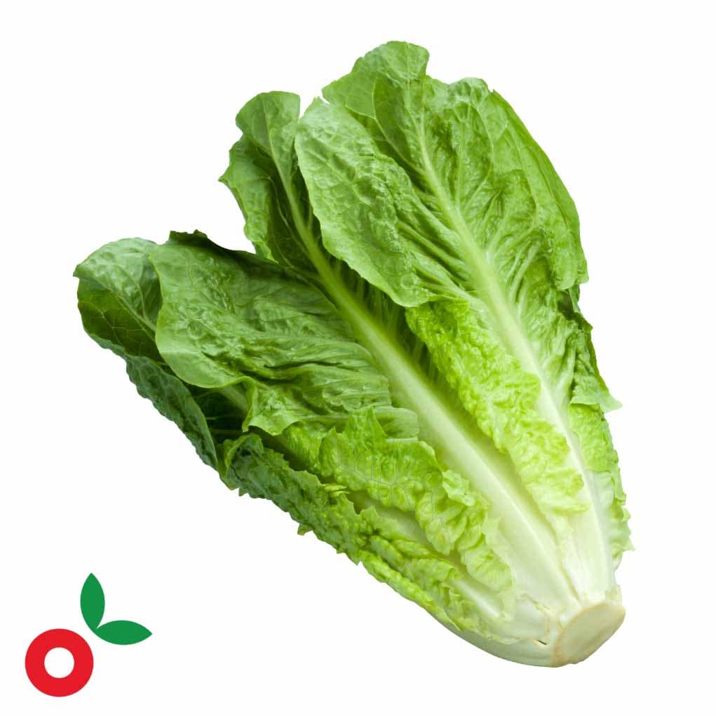Lechuga Romana unidad cosecha orgánica – Becampo