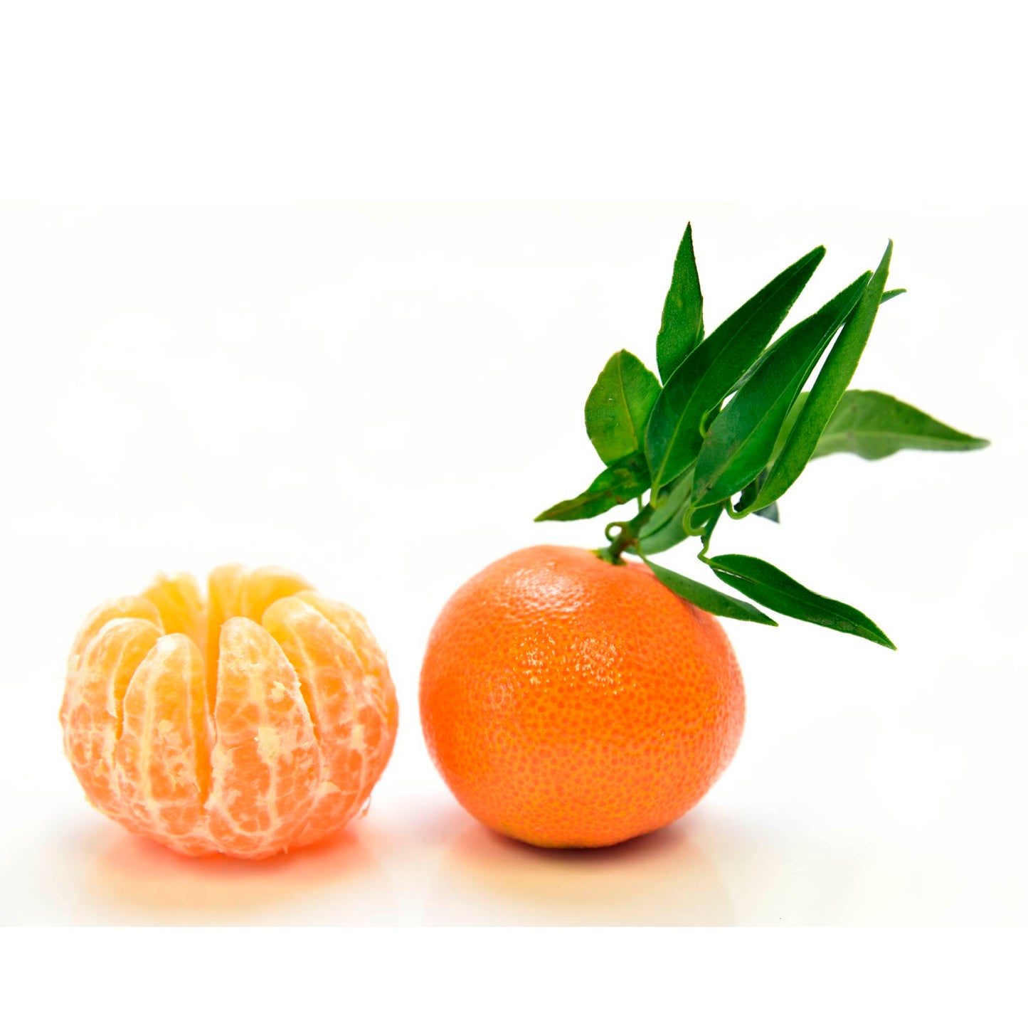 Mandarina libra cosecha orgánica